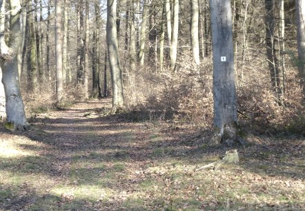 Ein Waldweg mit Laub bedeckt, umgeben von hohen B&auml;umen. Ein Baum hat eine Markierung mit der Nummer 1., &copy; Eifelverein OG Speicher