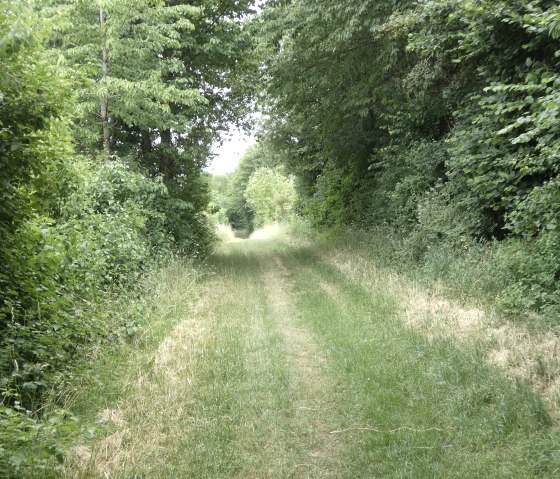 A narrow, grassy path leads through dense green vegetation, surrounded by trees and bushes., © TI Bitburger Land