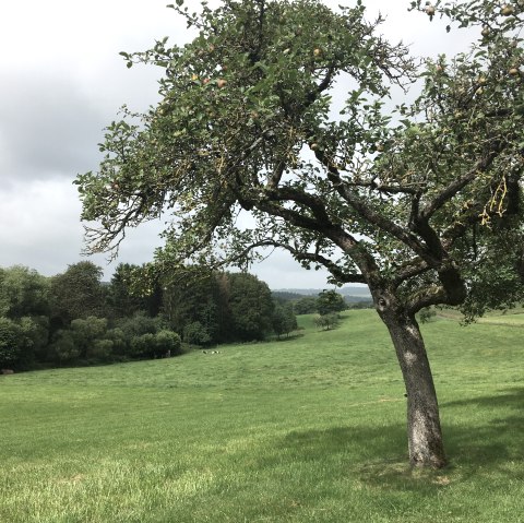 Boomgaardweide in Wilsecker - wandelroute W 2, © TI Bitburger Land