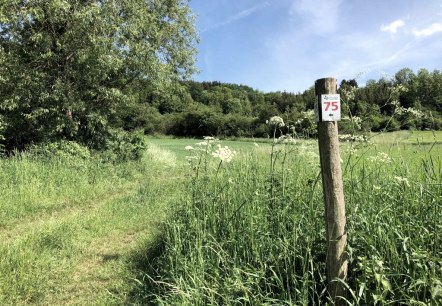 Un poteau en bois portant le marquage '75' se trouve sur une prairie verte dans le parc naturel de l'Eifel du Sud. En arrière-plan, on aperçoit des arbres et un ciel bleu., © TI Bitburger Land