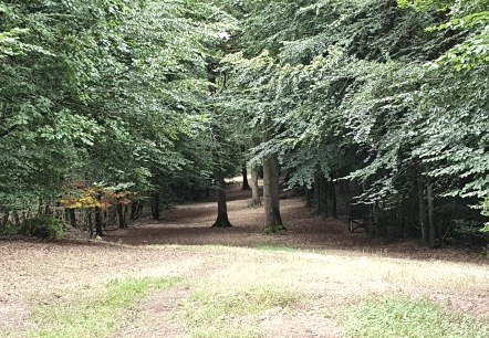 Une clairière avec un épais feuillage vert et un étroit sentier qui traverse la forêt. Le sol est recouvert de feuilles mortes., © TI Bitburger Land - Steffi Wagner