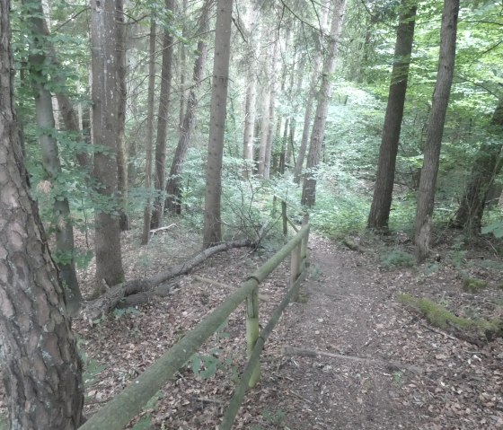 Ein schmaler Pfad führt durch einen dichten Wald, gesäumt von einem Holzgeländer. Hohe Bäume und grünes Laub umgeben den Weg., © Tourist-Information Bitburger Land