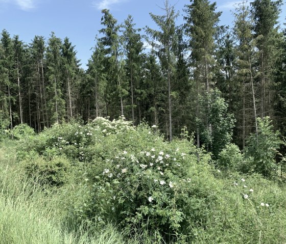 Een dicht bos met hoge, groene bomen en bloeiende struiken op de voorgrond onder een strakblauwe lucht., © Benjamin Milbach