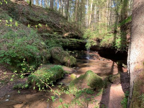 Ein Wald mit einem kleinen Wasserfall und einem Bach, umgeben von üppigem Grün und Bäumen.