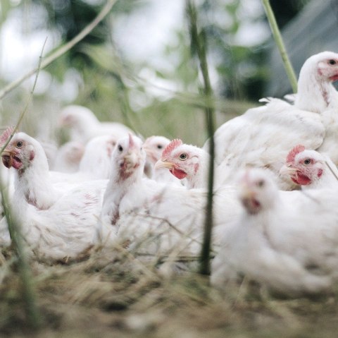 Hühner, © Pixabay