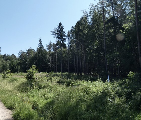 Ein schmaler Waldweg führt durch einen dichten, grünen Wald. Hohe Bäume und Büsche säumen den Weg unter einem klaren, blauen Himmel., © TI Bitburger Land