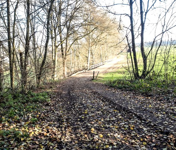 Ein mit Laub bedeckter Waldweg führt entlang eines Zauns durch eine herbstliche Landschaft in Wißmannsdorf., © Georg Lotzkes