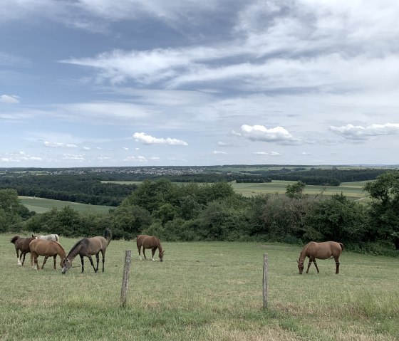 Sechs Pferde grasen auf einer grünen Weide. Im Hintergrund erstreckt sich eine weite Landschaft unter einem bewölkten Himmel., © Benjamin Milbach
