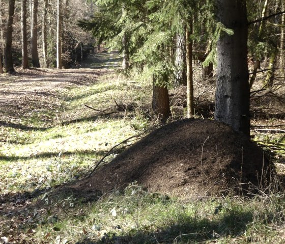 Ein großer Ameisenhügel im Wald, umgeben von Bäumen und einem Waldweg. Sonnenlicht fällt auf den Boden und die Vegetation., © Eifelverein Ortsgruppe Speicher