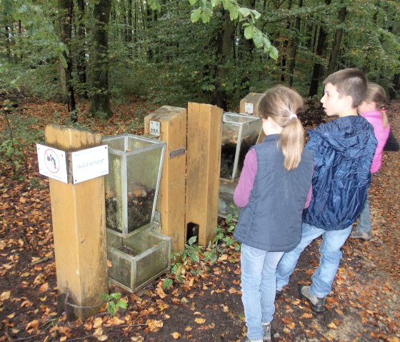 Three children look at a forest experience station in the autumn forest. A sign with the inscription "Forest protects" is visible., © Tourist-Information Bitburger Land