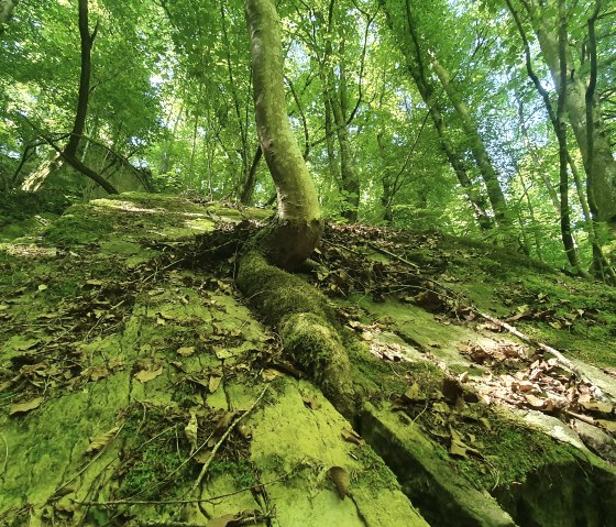 Un arbre pousse en oblique depuis un rocher couvert de mousse dans une forêt dense et verte. La lumière du soleil traverse la canopée., © TI Bitburger Land