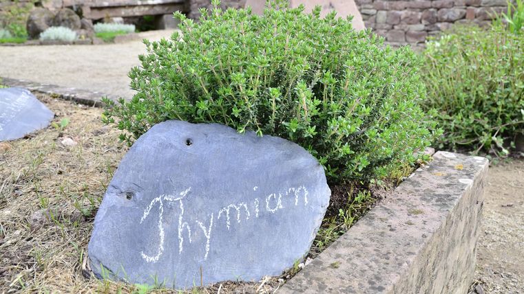 Ein Schieferstein mit der Beschriftung „Thymian“ liegt neben einer kleinen Thymianpflanze. Der Hintergrund zeigt einen Gartenbereich mit natürlichen Elementen.