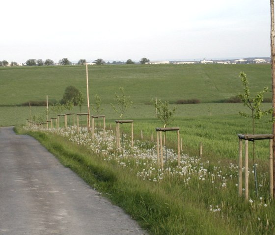 Ein schmaler Weg führt durch eine grüne Landschaft mit jungen Obstbäumen und blühendem Löwenzahn am Wegesrand., © Conny Meier