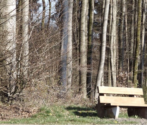 Wooden bench at the edge of the forest, surrounded by tall, bare trees and grass., © Monika Bach