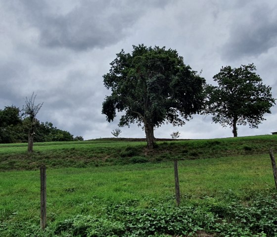 Groene weide met verspreide bomen en een bewolkte hemel in het Bitburger LandGang Oberkail., © TI Bitburger Land - Steffi Wagner