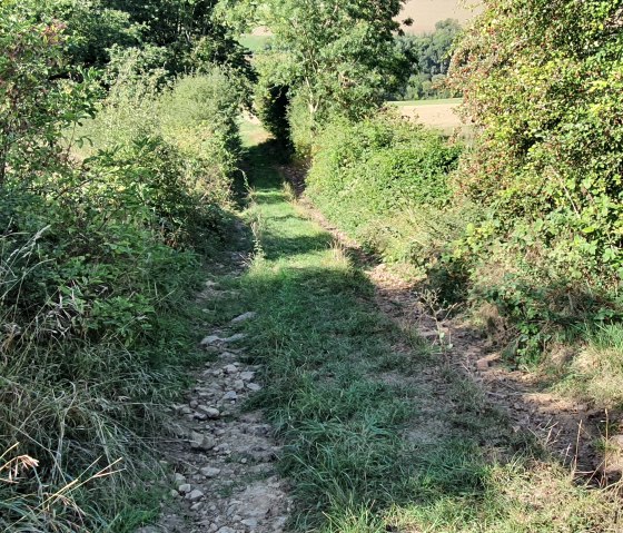 Ein schmaler Feld- und Waldweg führt durch dichte grüne Vegetation, umgeben von Büschen und Bäumen, unter strahlendem Sonnenschein., © TI BItburger Land - Steffi Wagner