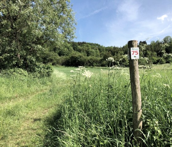 Un poteau en bois portant le marquage '75' se trouve sur une prairie verte dans le parc naturel de l'Eifel du Sud. En arrière-plan, on aperçoit des arbres et un ciel bleu., © TI Bitburger Land