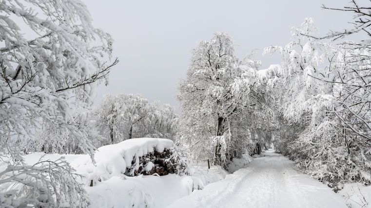 Un chemin enneigé traverse un paysage hivernal. Les arbres sont lourdement recouverts de neige et le ciel est gris.