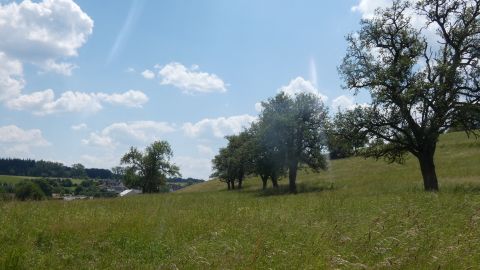 Eine grüne Wiese mit vereinzelten Bäumen unter einem blauen Himmel mit weißen Wolken.