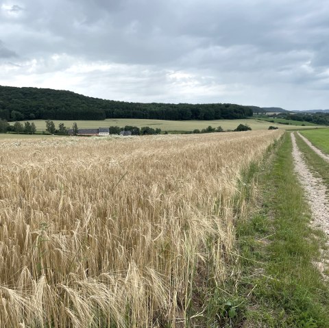 A country lane leads along a ripe grain field. Wooded hills and a cloudy sky can be seen in the background., © Daniel Köhler