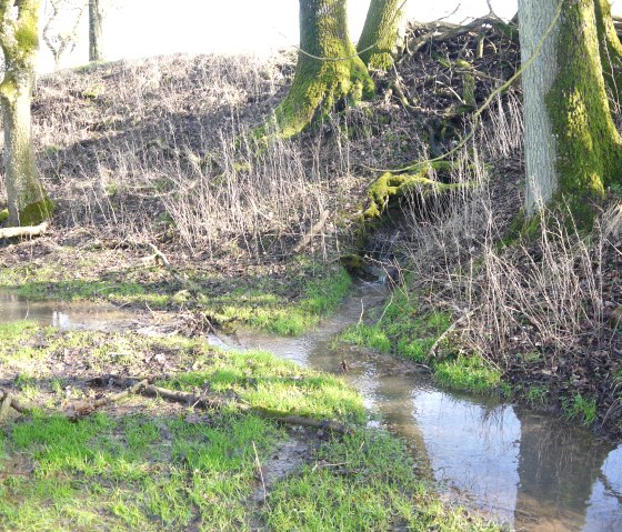 Ein kleiner Bach entspringt aus einer bewachsenen Böschung im Wald. Moos bedeckt die Bäume, und frisches Gras wächst am Ufer., © Hermann-Josef Berscheid