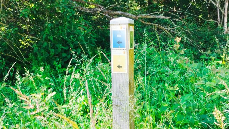 Ein Holzpfosten mit Wegweisern in einem grünen, bewachsenen Gebiet.