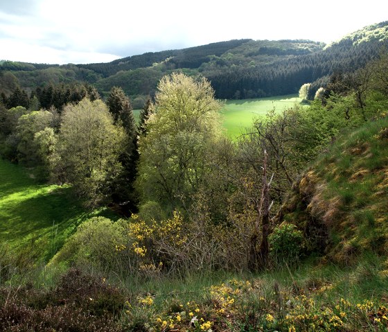 Eifelgold Route, broom bushes, © Naturpark Südeifel, Volker Teuschler