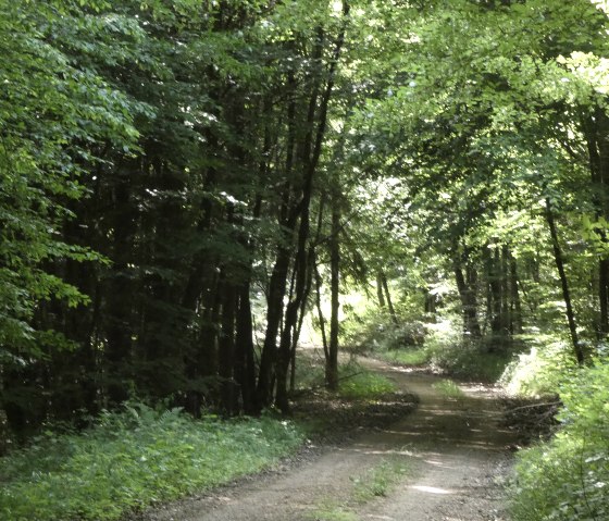Ein schattiger Waldweg schlängelt sich durch einen dichten, grünen Wald. Sonnenlicht fällt durch das Blätterdach., © TI Bitburger Land