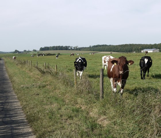 Kühe grasen auf einer Weide neben einem asphaltierten Weg. Im Hintergrund sind Felder und ein Wald zu sehen., © Berscheid