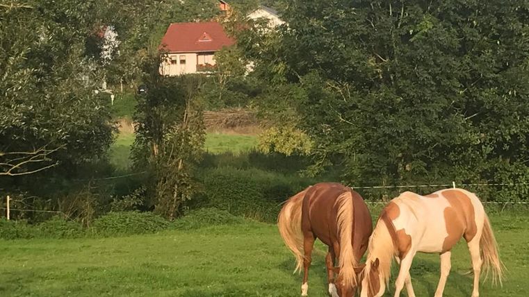 Twee paarden grazen vredig op een groene wei. Op de achtergrond zijn er bomen en een huis te zien.