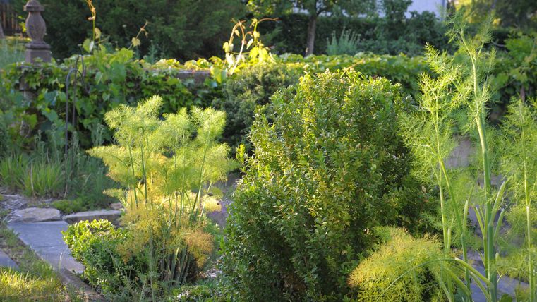 Ein schöner Garten mit üppigem Grün und verschiedenen Pflanzen. Die Sonne scheint und schafft eine ruhige Atmosphäre.