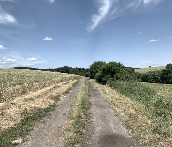 A narrow path leads through fields and meadows, surrounded by trees, under a clear blue sky with few clouds., © Benjamin Milbach