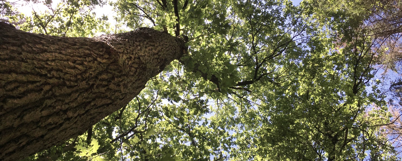 Bathing in the forest air, &copy; TI Bitburger Land