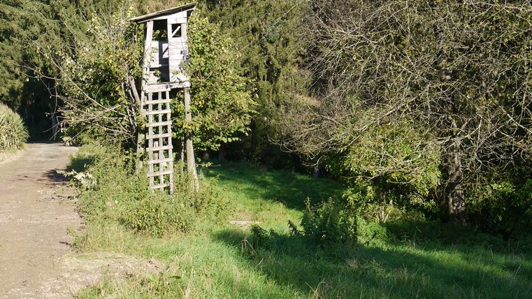 Ein Hochsitz aus Holz steht am Rand eines Waldwegs, umgeben von Bäumen und Gras.