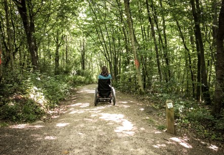 Une personne en fauteuil roulant roule sur un chemin forestier ensoleillé dans le Königswalddchen. Le chemin est bordé d'arbres verts., © TI Bitburger Land