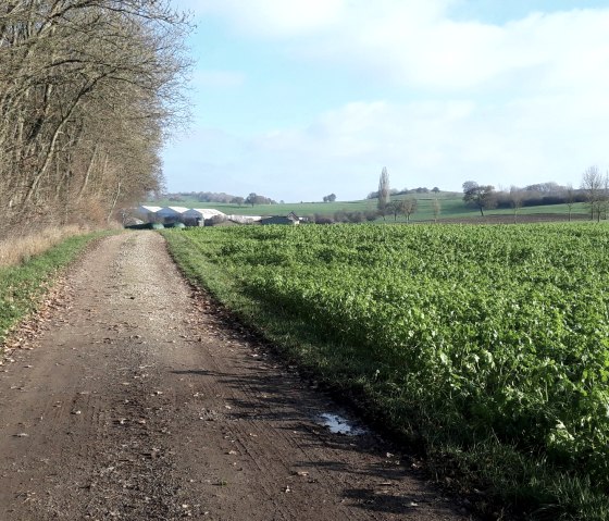 A rural path in Wißmannsdorf, lined with trees and green fields, leads to several buildings in the distance under a blue sky., © Georg Lotzkes