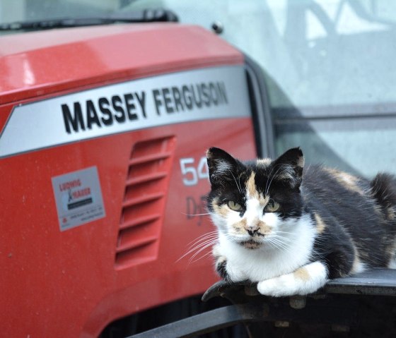 Katze, &copy; Norbert Heck Halsdorf