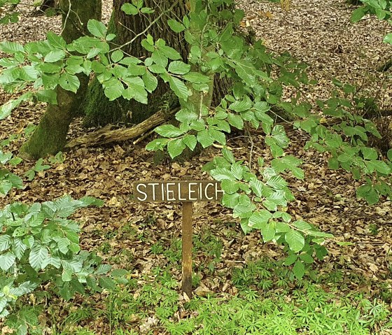 Een bord met de inscriptie 'Engelse eik' staat in het bos, omringd door groene bladeren en gebladerte op de grond., © TI Bitburger Land - Steffi Wagner