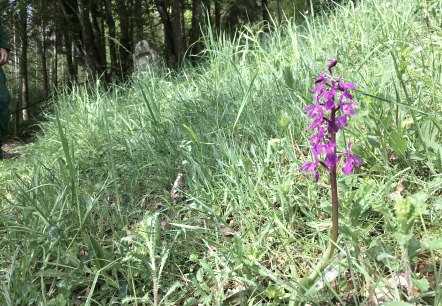 Orchid, © TI Bitburger Land