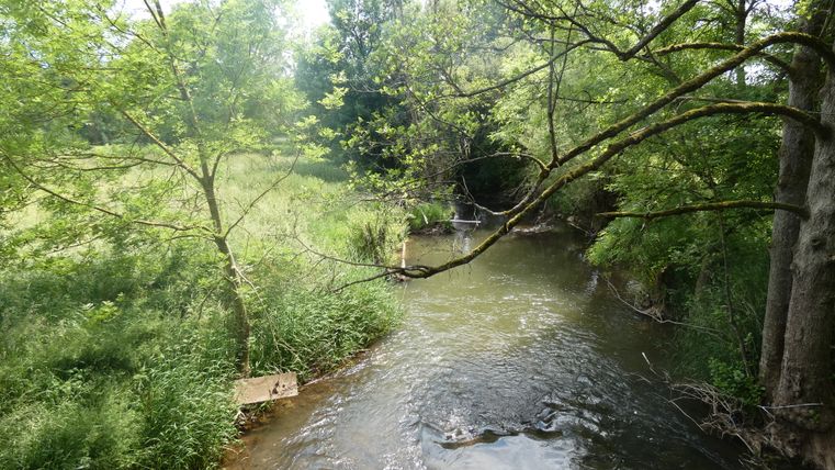 Ein kleiner Fluss fließt durch eine grüne, bewaldete Landschaft.