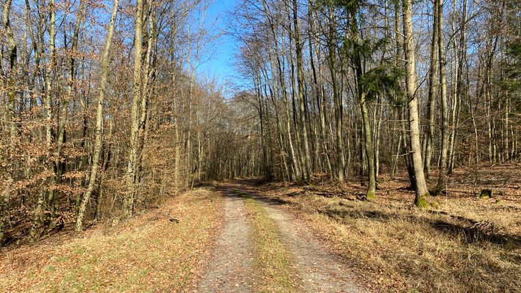 A forest path in winter with bare trees and a blue sky.