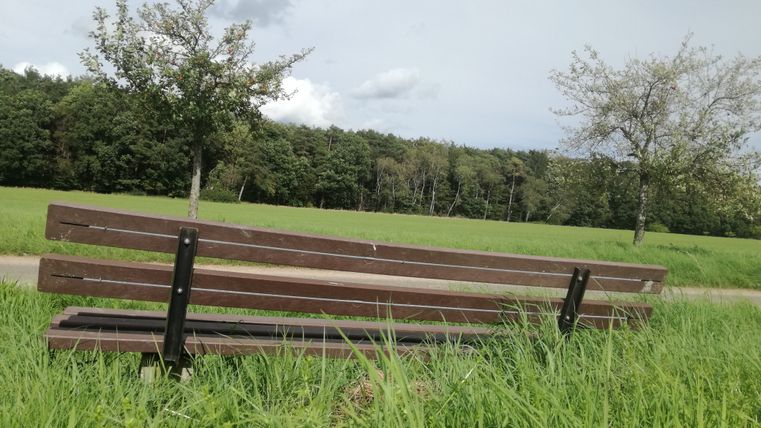 Holzbank auf einer Wiese mit Bäumen im Hintergrund.