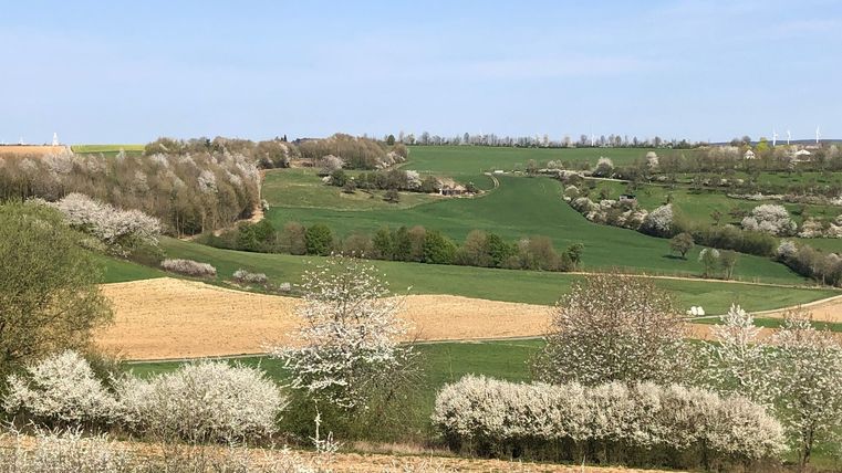 Landschaft mit blühenden Bäumen und grünen Feldern unter blauem Himmel.