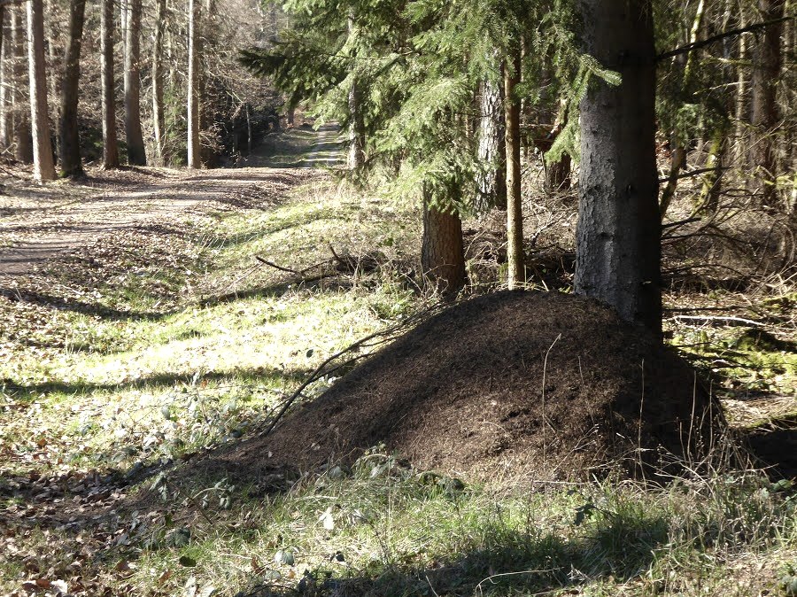 Ein großer Ameisenhügel im Wald, umgeben von Bäumen und einem Waldweg. Sonnenlicht fällt auf den Boden und die Vegetation., © Eifelverein Ortsgruppe Speicher