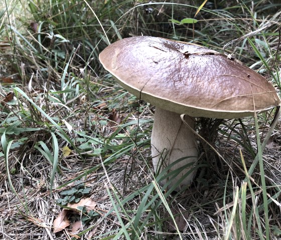 Nordic Walking store, &copy; TI Bitburger Land