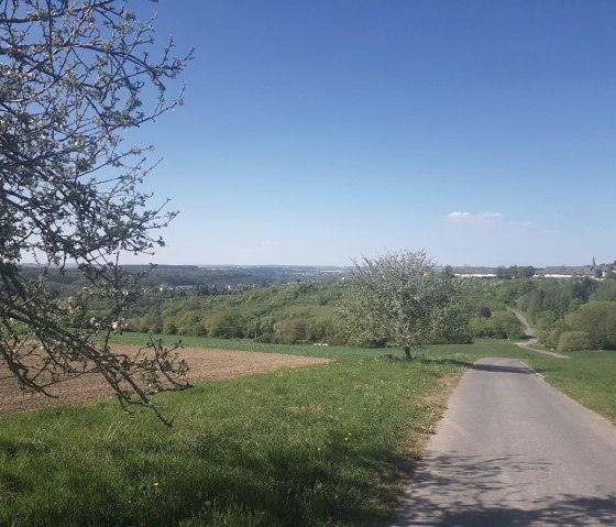 Ländliche Straße führt durch grüne Felder und Bäume, blauer Himmel im Hintergrund. Ein Baum mit Blüten im Vordergrund., © TI Bitburger Land_Uschi Hallet