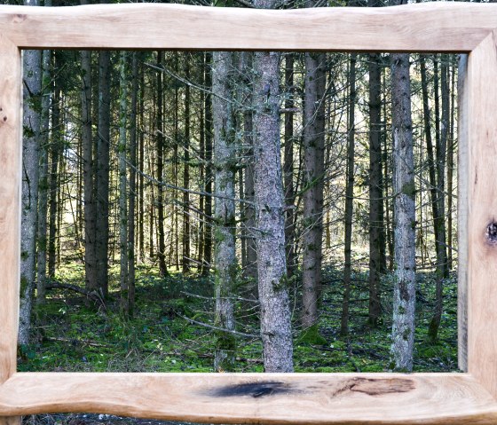 Ein Holzrahmen umrahmt den Blick auf einen dichten Wald mit hohen Bäumen und grünem Unterholz., © TI Bitburger Land