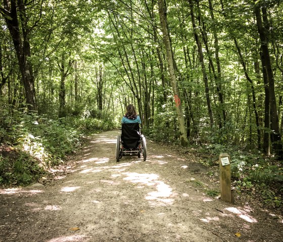 A person in a wheelchair rides along a sunny forest path in the Königswäldchen. The path is lined with green trees., © TI Bitburger Land
