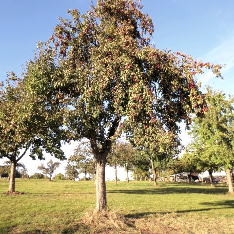 Promenade des quatre saisons &agrave; Niederweiler, &copy; Tourist-Information Bitburger Land_Doris Welter