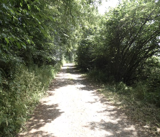 A shady forest path, lined with dense green foliage, leads straight ahead into the distance., © TI Bitburger Land